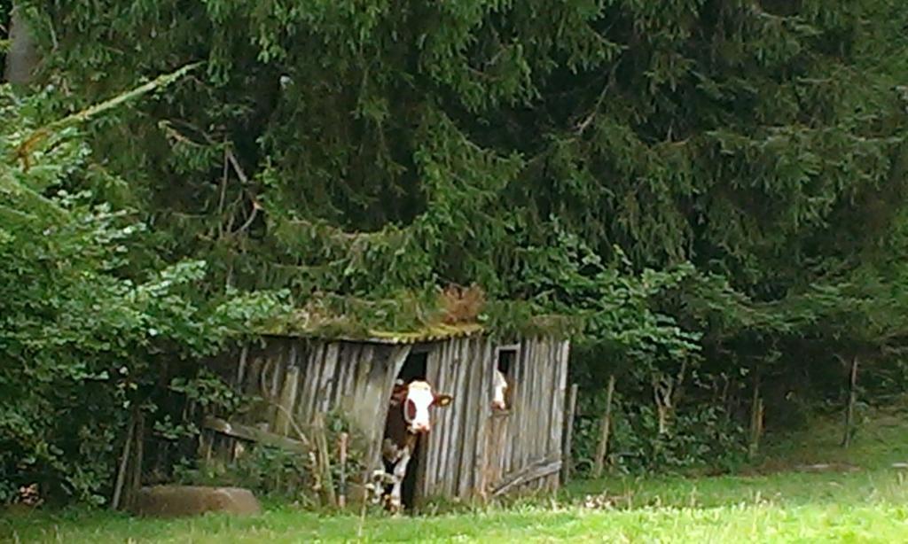 Martina Frey Ferienwohnungen Baiersbronn Exteriér fotografie